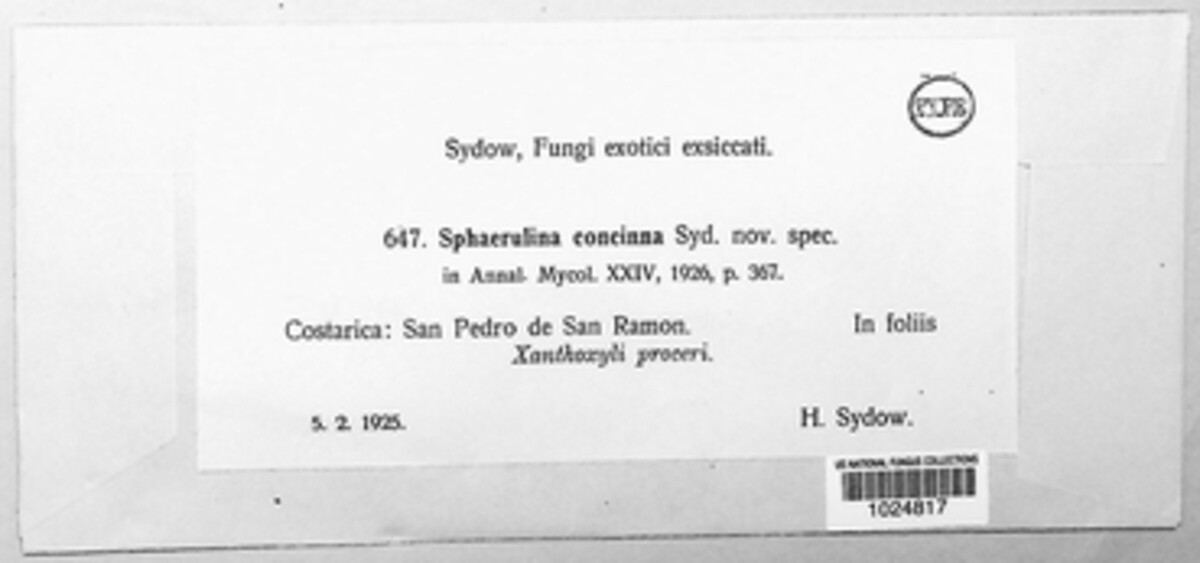 Sphaerulina concinna image